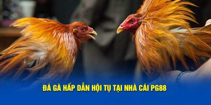 Đá gà hấp dẫn hội tụ tại nhà cái PG88